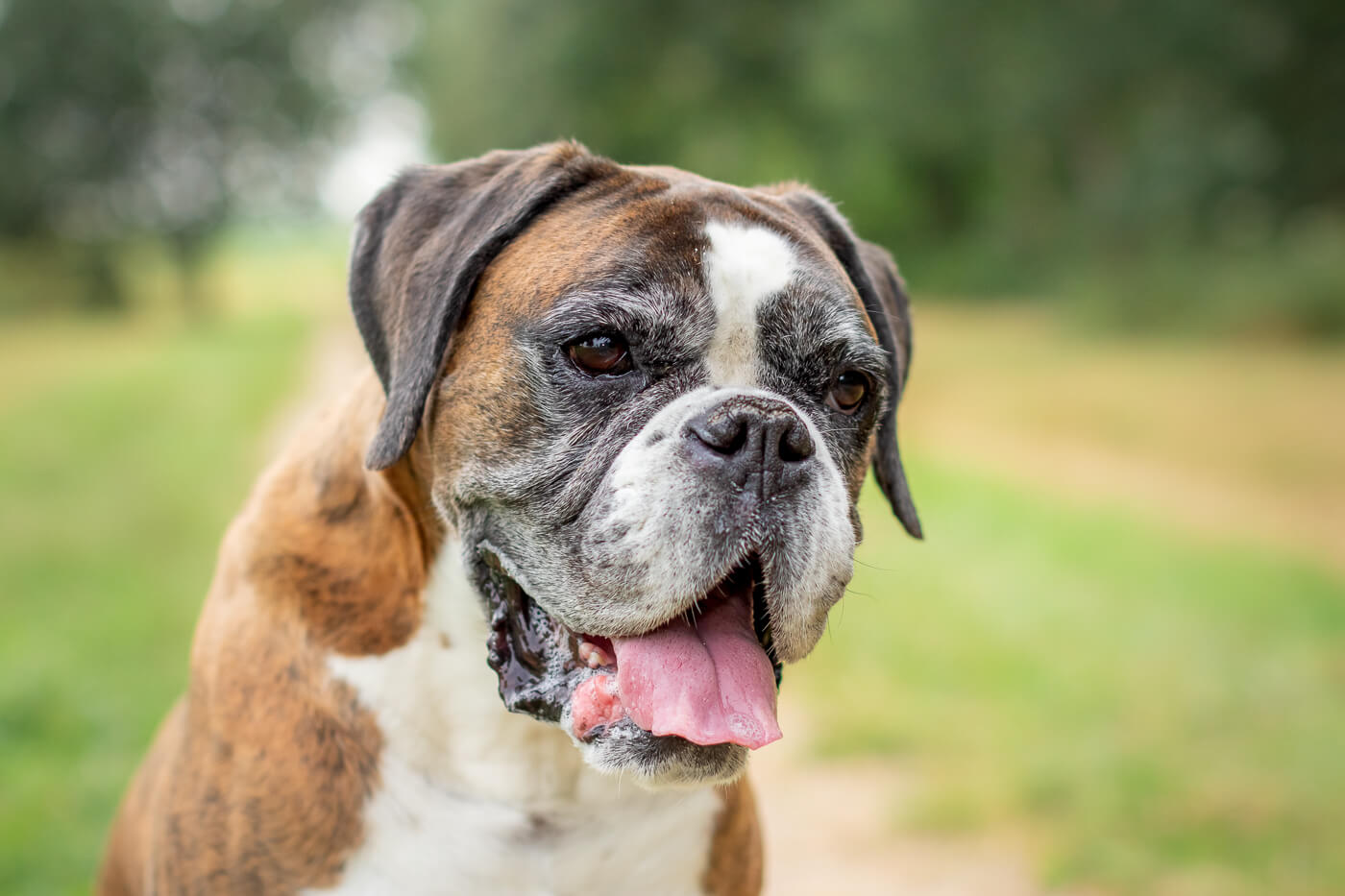 Portret Boxer hond