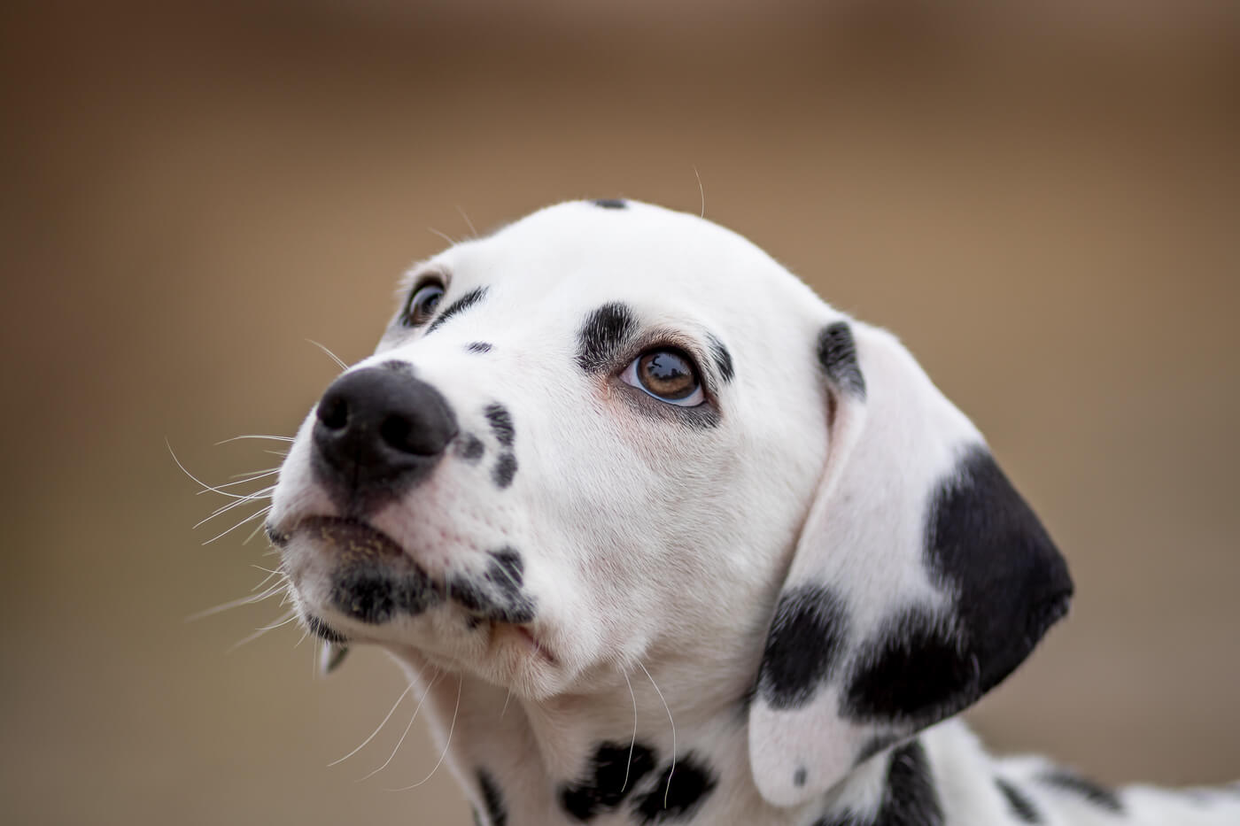 Fotoshoot met je hond Hondenfotografie Soestduinen Dalmatier puppy