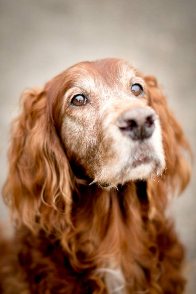 Hondenportret van een Ierse Setter hond bij de Cattenbroekerplas in Woerden