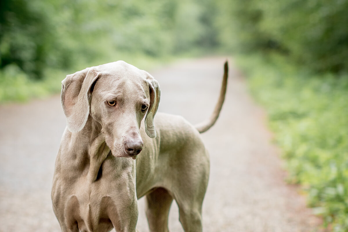 Fotoshoot met je hond hondenfotograaf Weimaraner kralingse bos Rotterdam