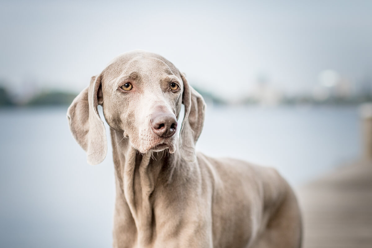 Fotoshoot met je hond hondenfotograaf Weimaraner kralingse bos