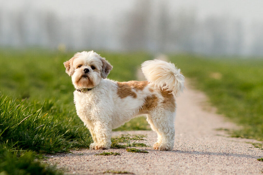 Hondenportret boomer kruising Maltezer Shih tzu in hond Cabauw