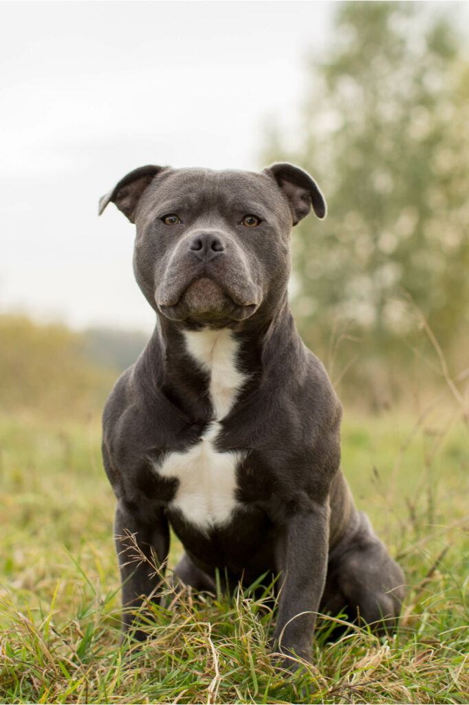 Hondenportret van een Engelse Staffordshire Bull Terrier hond fotolocatie in Vianen